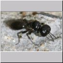 Crossocerus ovalis - Grabwespe w01b 5mm - OS-Hasbergen-Lehmhuegel - det.jpg